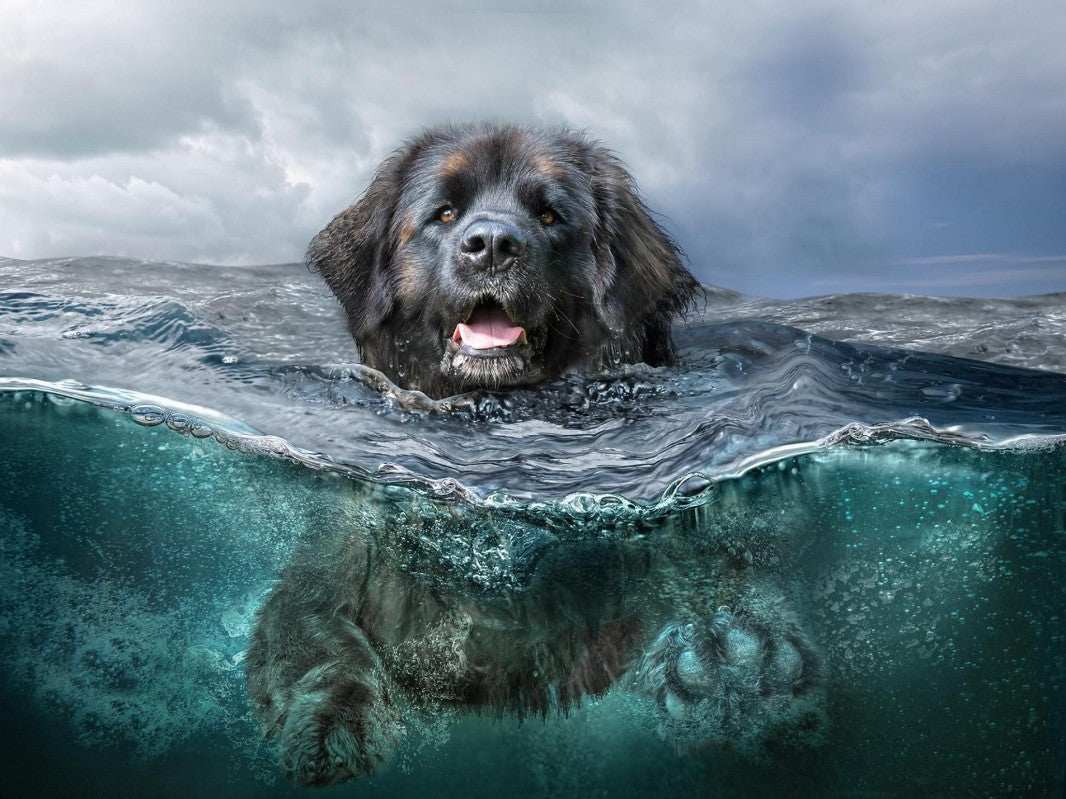 Newfoundland Dog | Diamond Painting