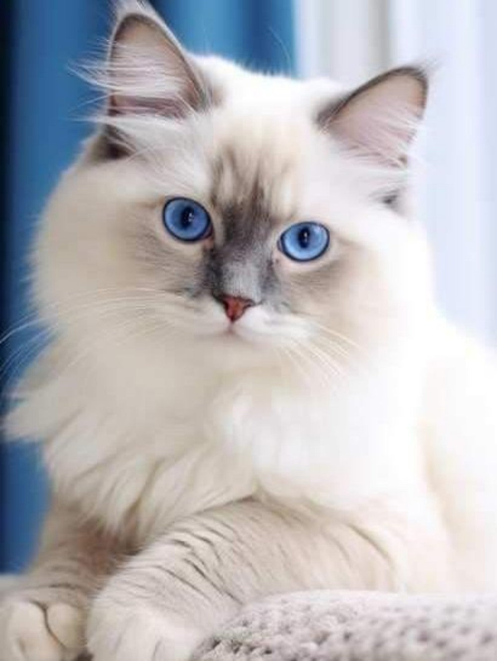 Ragdoll Cat | Diamond Painting
