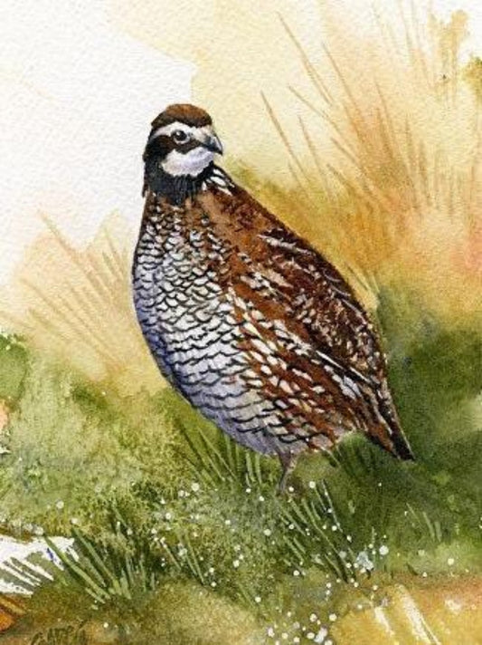 Quail | Diamond Painting