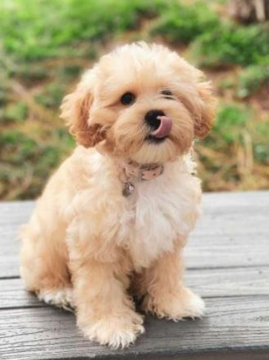 Labradoodle Dog | Diamond Painting