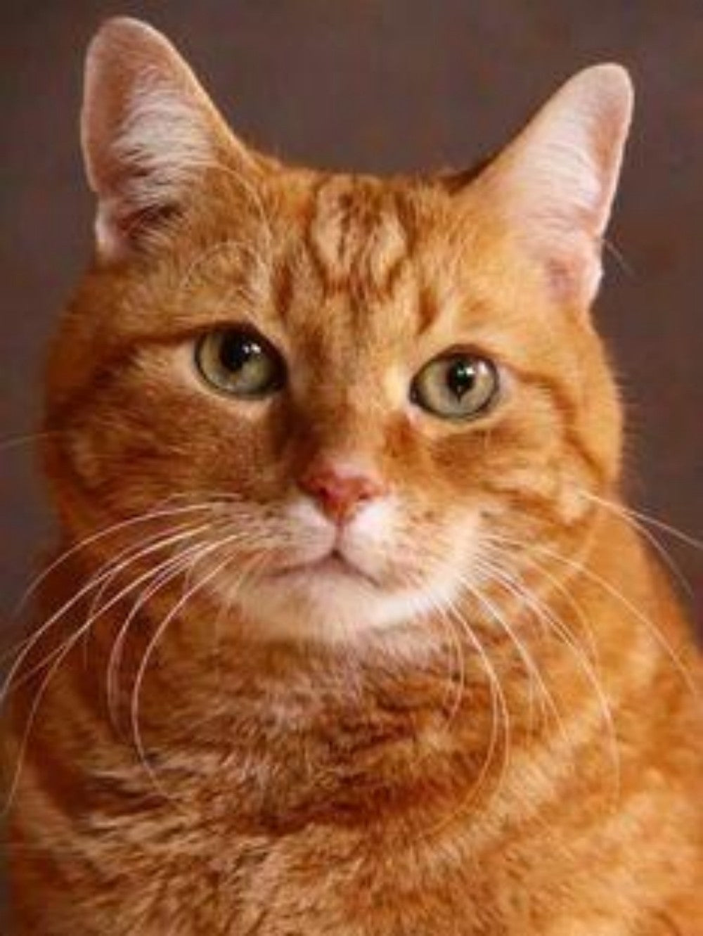 Maine Coon | Diamond Painting