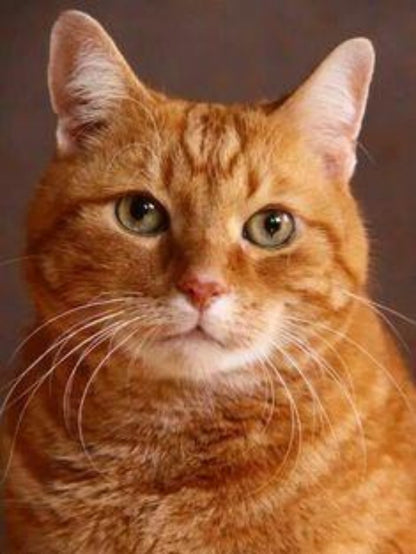 Maine Coon | Diamond Painting