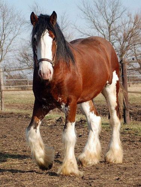 Clydesdale Horse | Diamond Painting