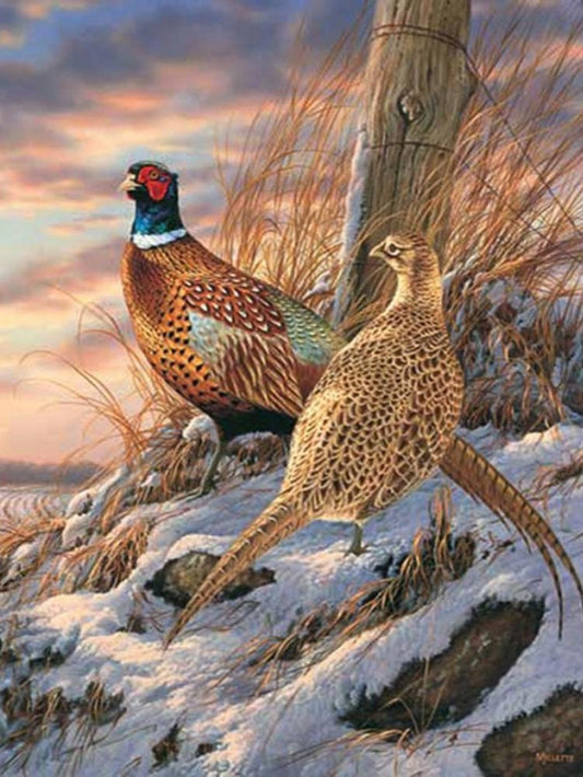 Pheasant | Diamond Painting