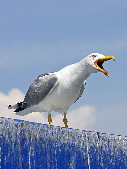 Gull | Diamond Painting