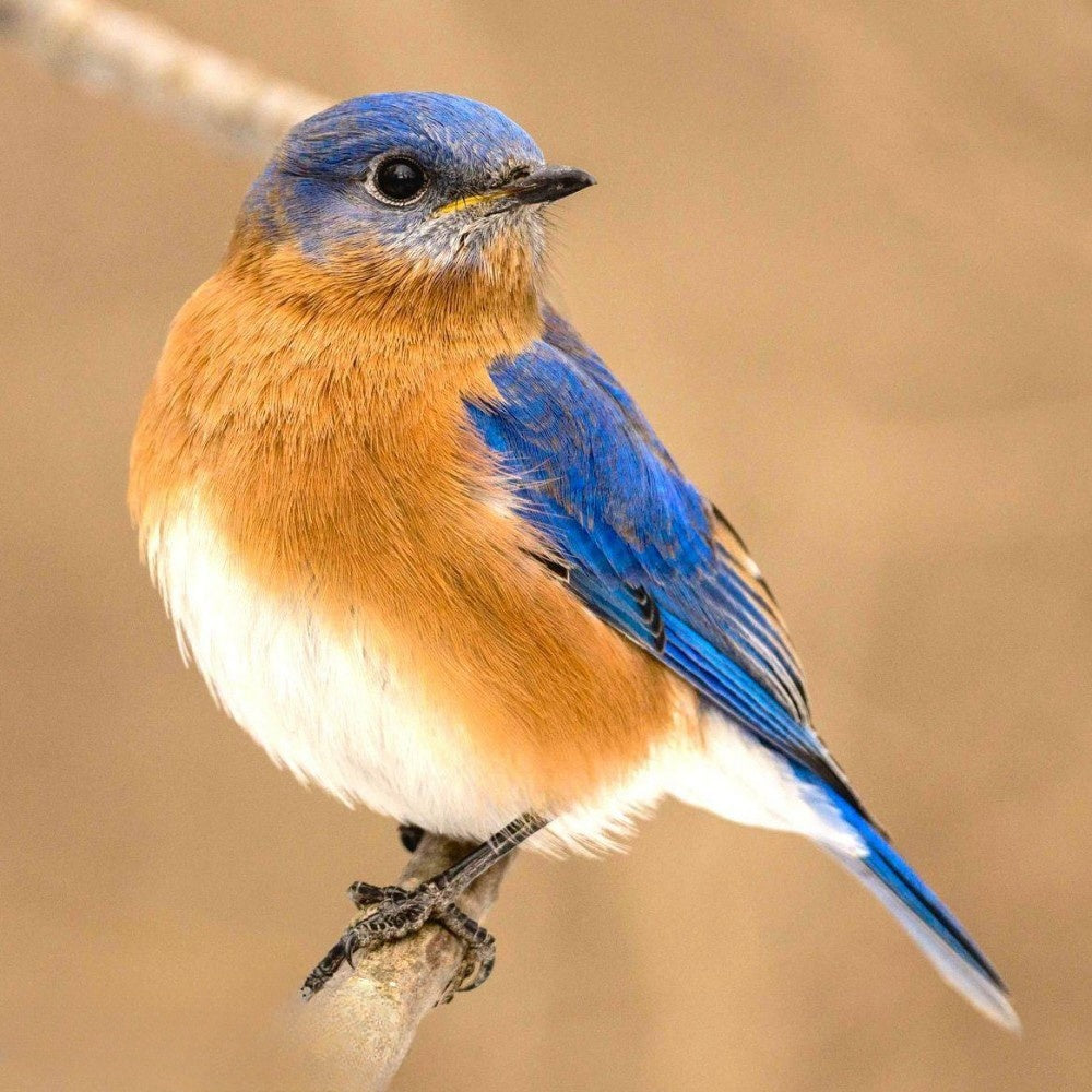 Blue Bird | Diamond Painting