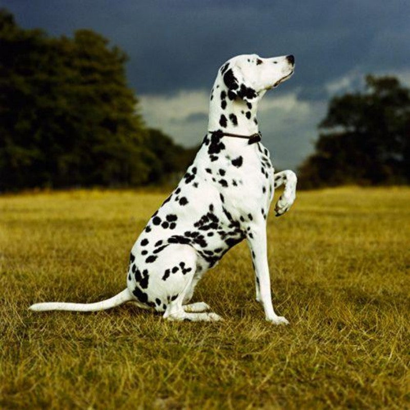 Dalmatians Dog | Diamond Painting