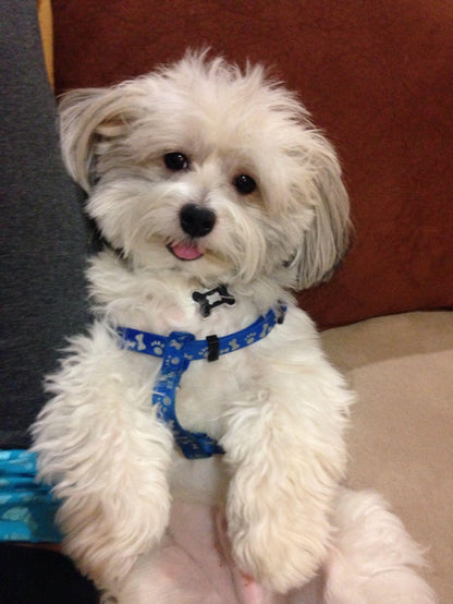 Havanese Dog | Diamond Painting