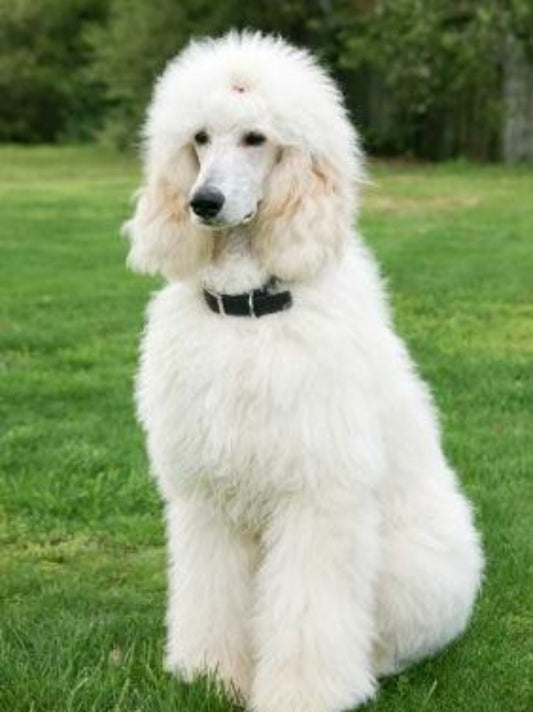 Poodle Dog | Diamond Painting