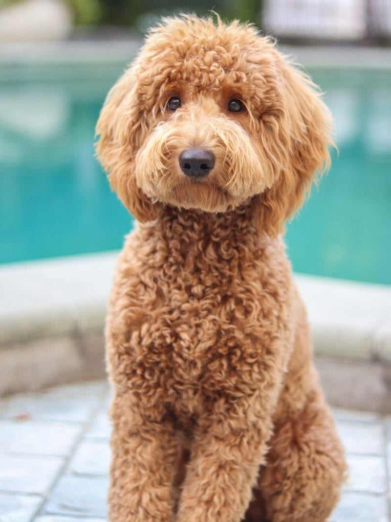 Goldendoodle Dog | Diamond Painting