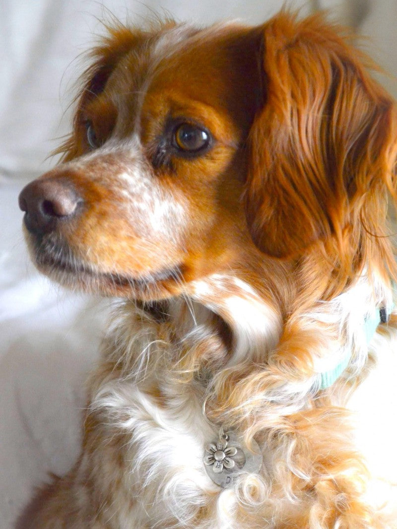 Brittany Spaniel Dog | Diamond Painting