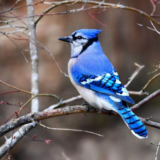 Blue Jay | Diamond Painting