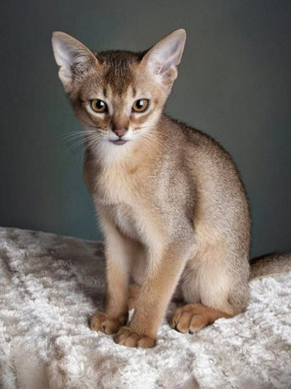 Abyssinian Cat | Diamond Painting