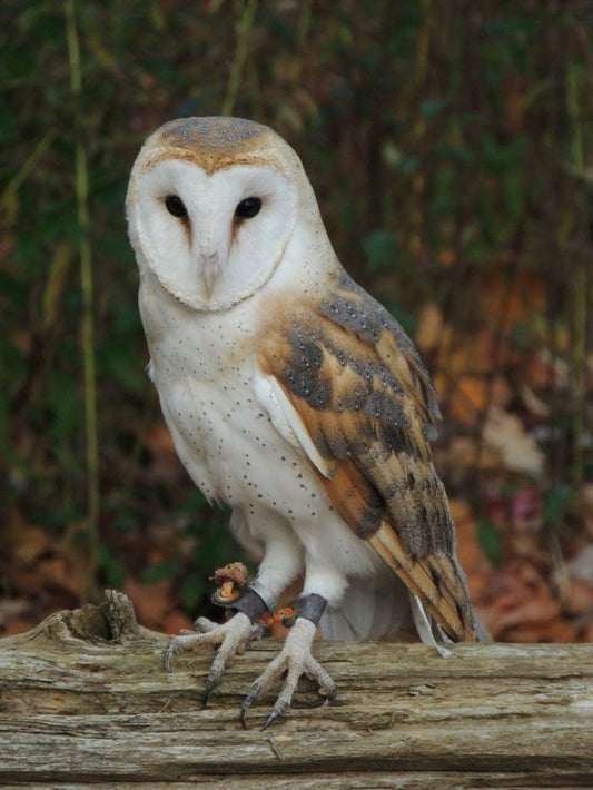 Barn Owl | Diamond Painting