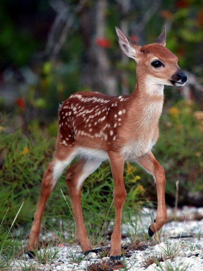 Deer | Diamond Painting