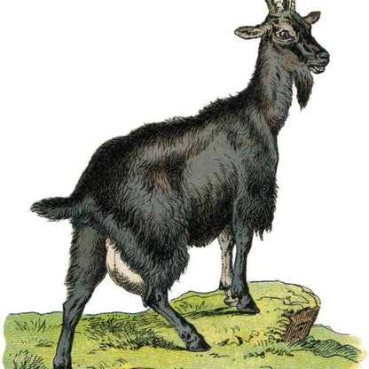 Goat | Diamond Painting