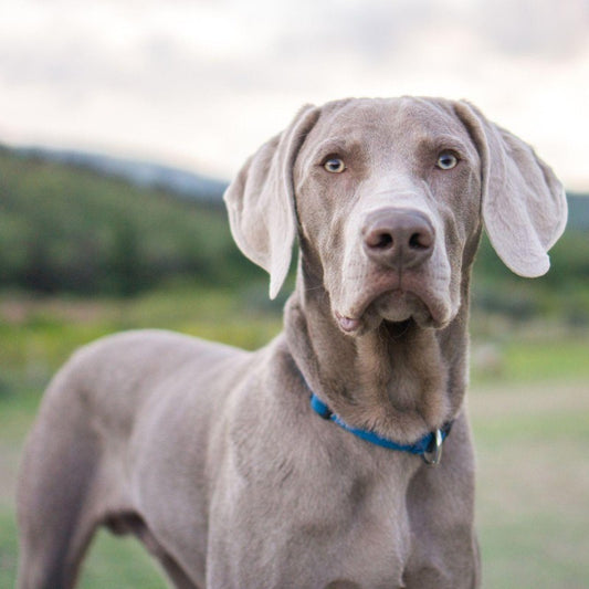 Weimaraner Dog | Diamond Painting