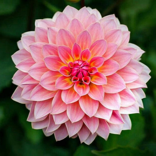 Dahlia | Diamond Painting