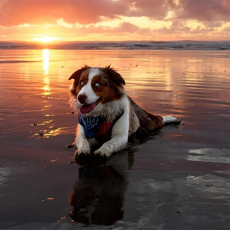 Dog Australian Shepherd | Diamond Painting