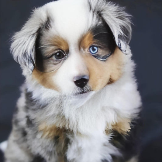 Dog Australian Shepherd | Diamond Painting