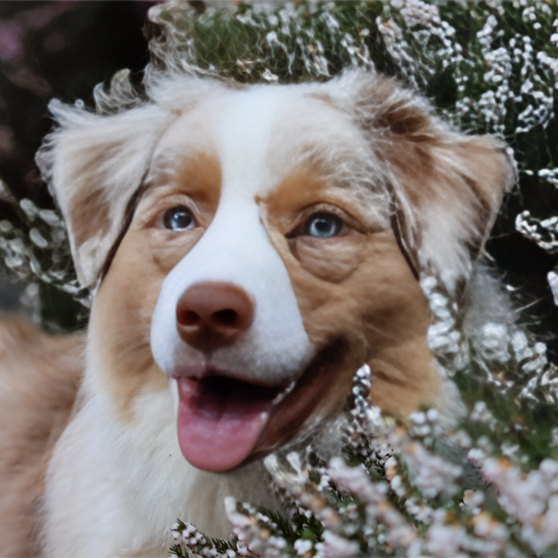 Dog Australian Shepherd | Diamond Painting