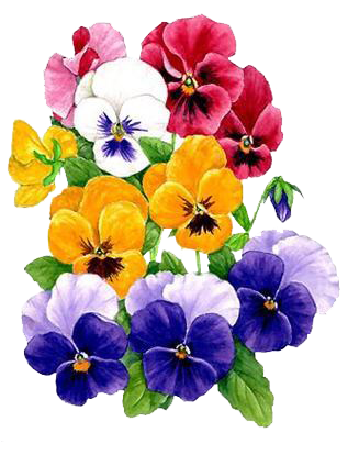 Pansy | Diamond Painting