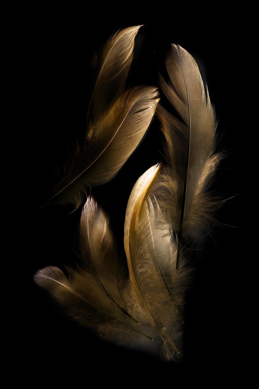 Feather | Diamond Painting