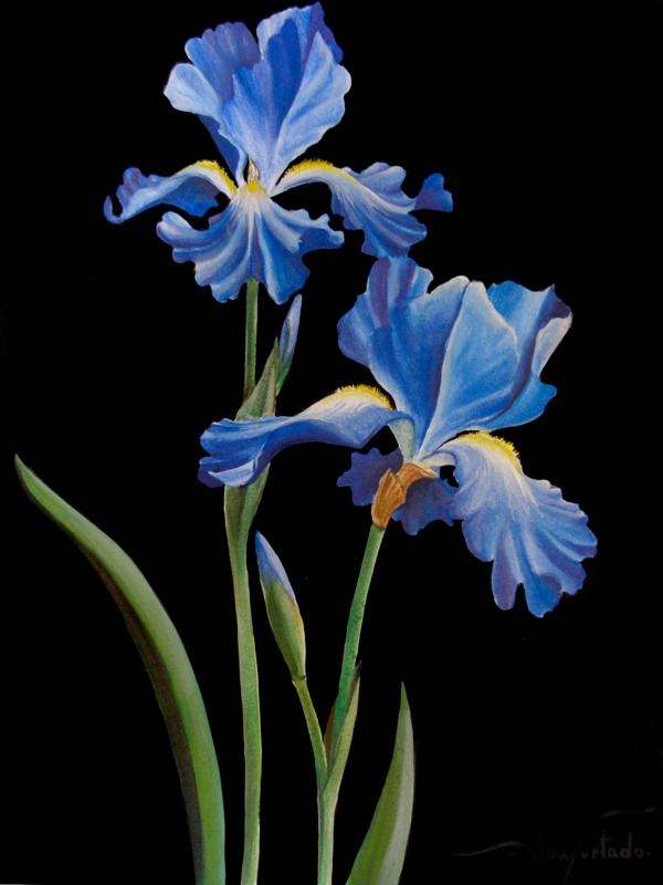 Iris | Diamond Painting