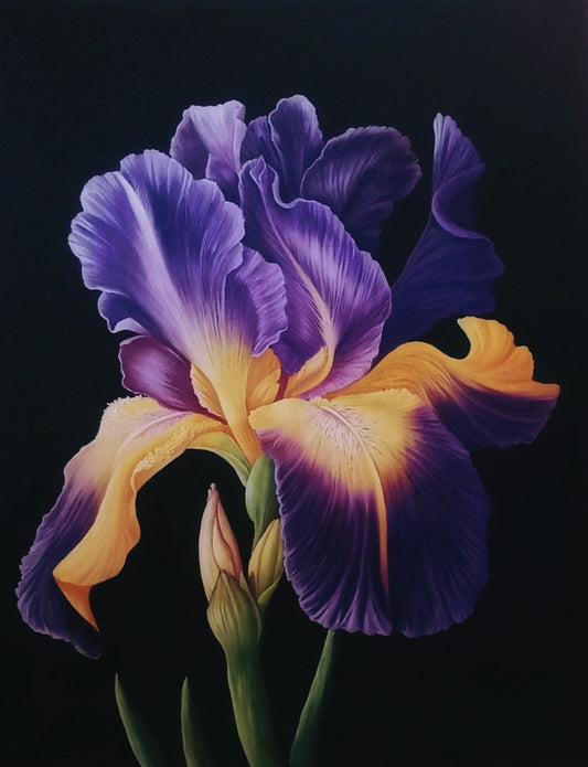 Iris | Diamond Painting