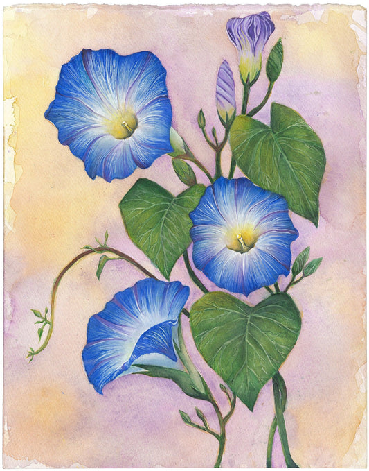 Morning Glory | Diamond Painting