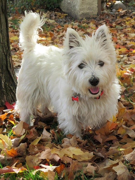 West Highland Terrier Westie Dog | Diamond Painting