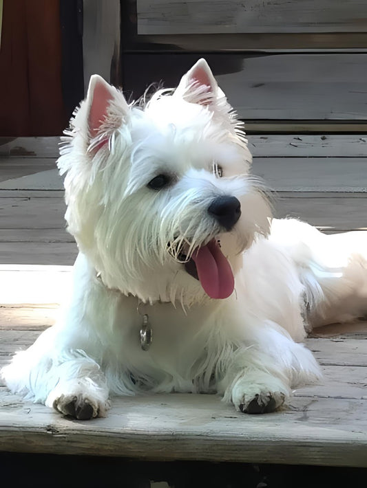 West Highland Terrier Westie Dog | Diamond Painting