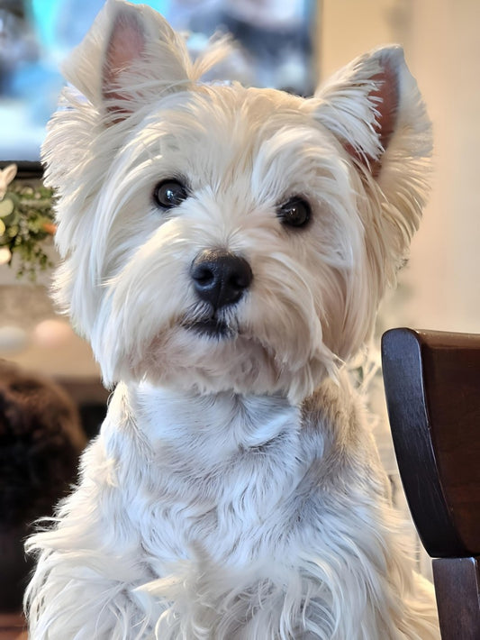 West Highland Terrier Westie Dog | Diamond Painting