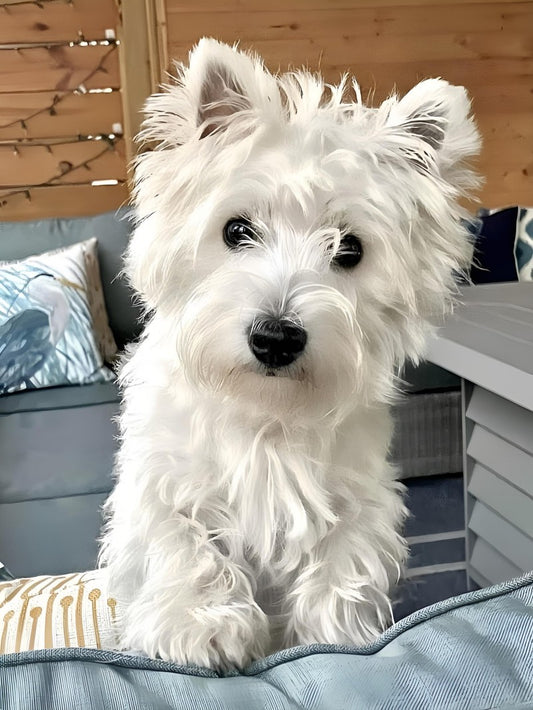 West Highland Terrier Westie Dog | Diamond Painting
