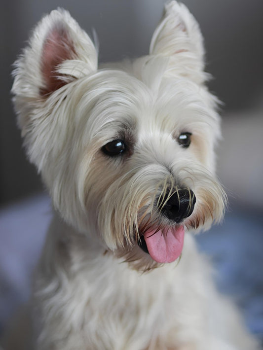 West Highland Terrier Westie Dog | Diamond Painting