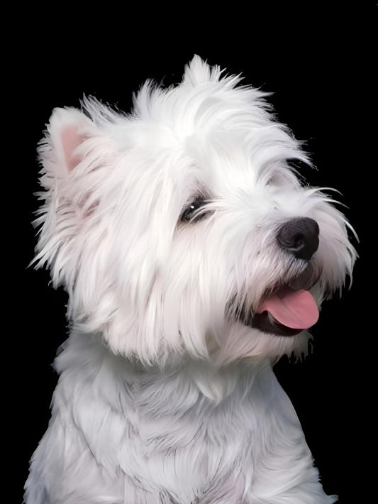 West Highland Terrier Westie Dog | Diamond Painting