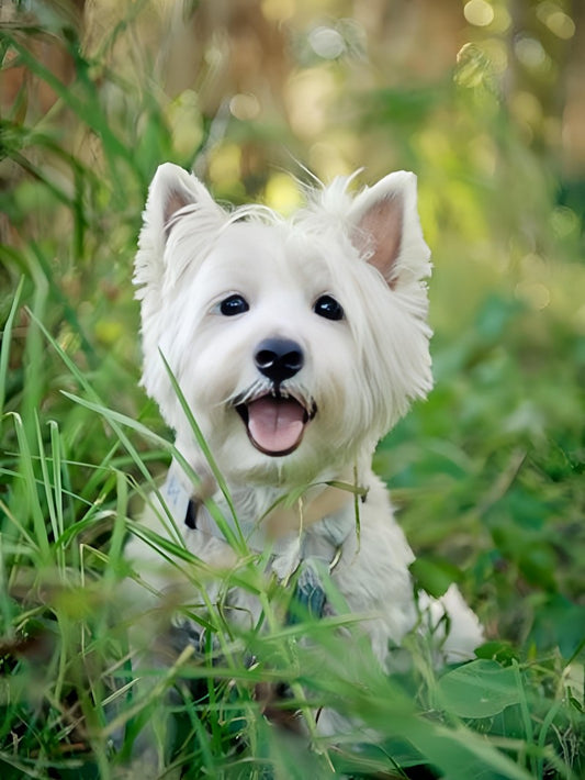 West Highland Terrier Westie Dog | Diamond Painting