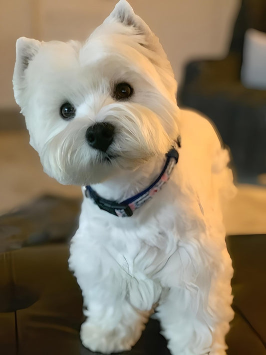 West Highland Terrier Westie Dog | Diamond Painting