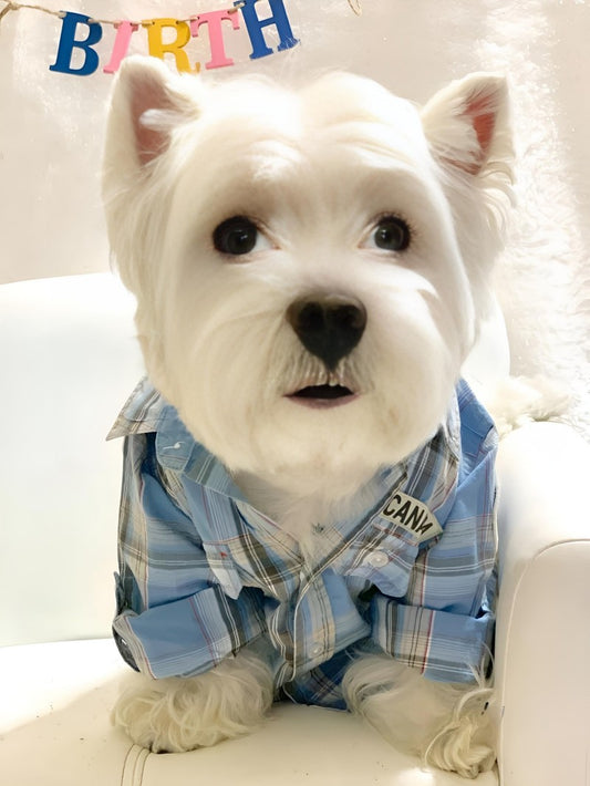 West Highland Terrier Westie Dog | Diamond Painting