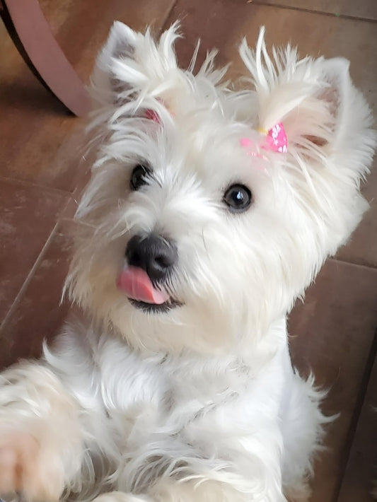 West Highland Terrier Westie Dog | Diamond Painting