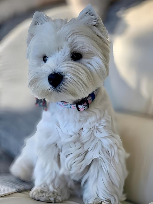West Highland Terrier Westie Dog | Diamond Painting