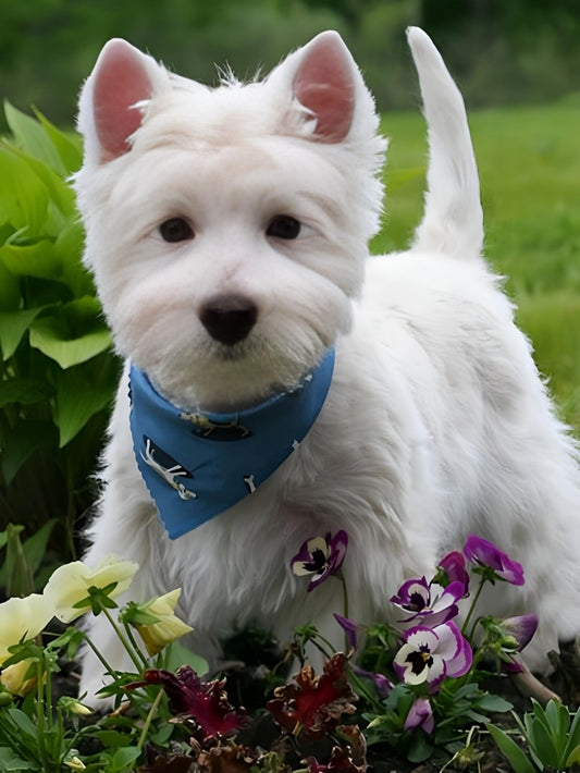 West Highland Terrier Westie Dog | Diamond Painting