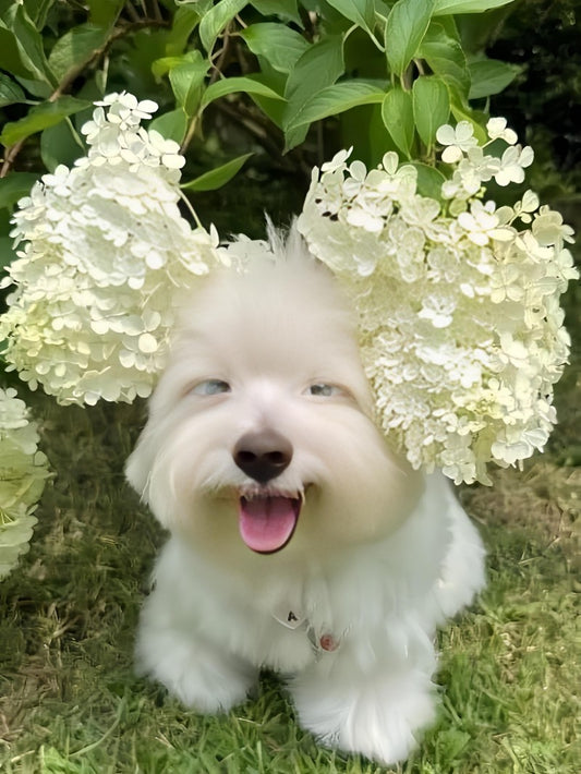 West Highland Terrier Westie Dog | Diamond Painting