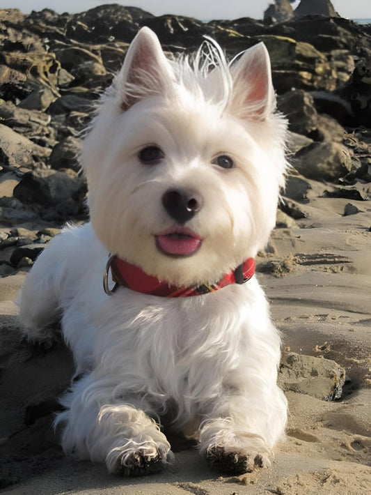 West Highland Terrier Westie Dog | Diamond Painting