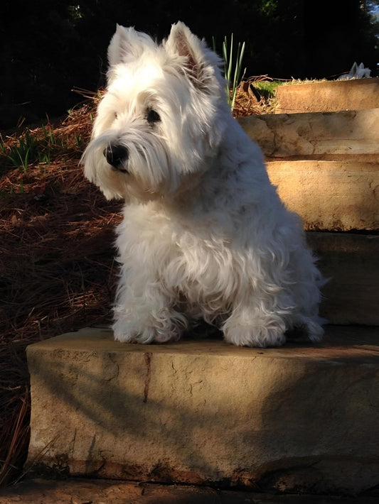 West Highland Terrier Westie Dog | Diamond Painting