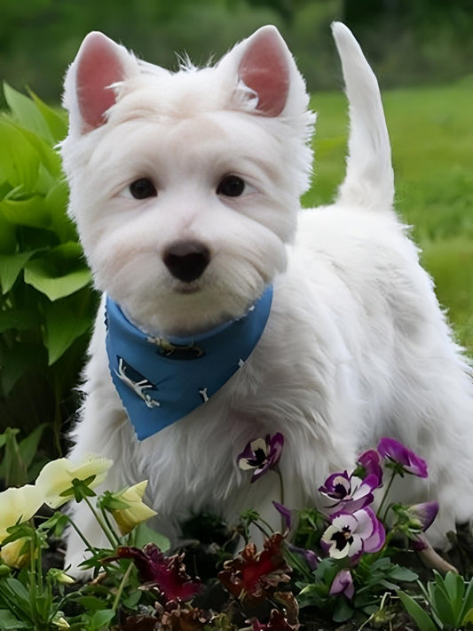West Highland Terrier Westie Dog | Diamond Painting