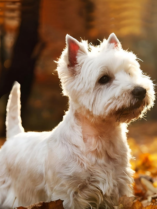 West Highland Terrier Westie Dog | Diamond Painting
