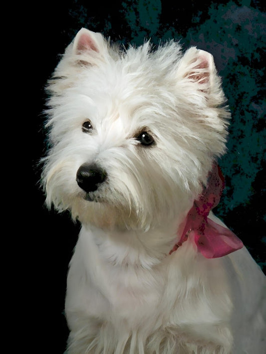 West Highland Terrier Westie Dog | Diamond Painting