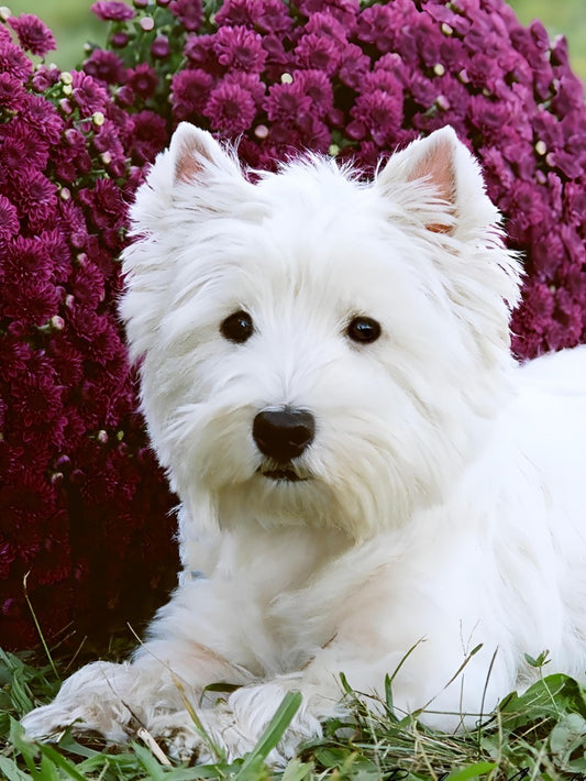 West Highland Terrier Westie Dog | Diamond Painting