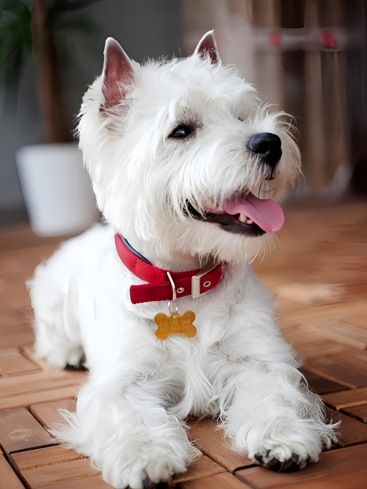 West Highland Terrier Westie Dog | Diamond Painting